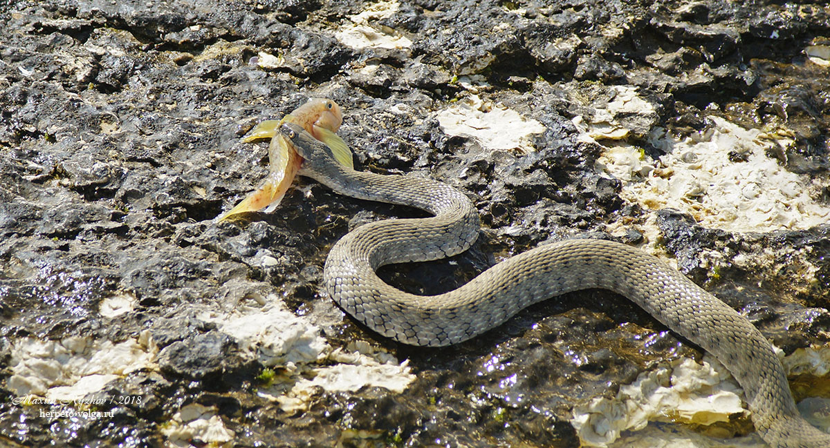 Водяной уж (Natrix tessellata) Водяной уж (Natrix tessellata)