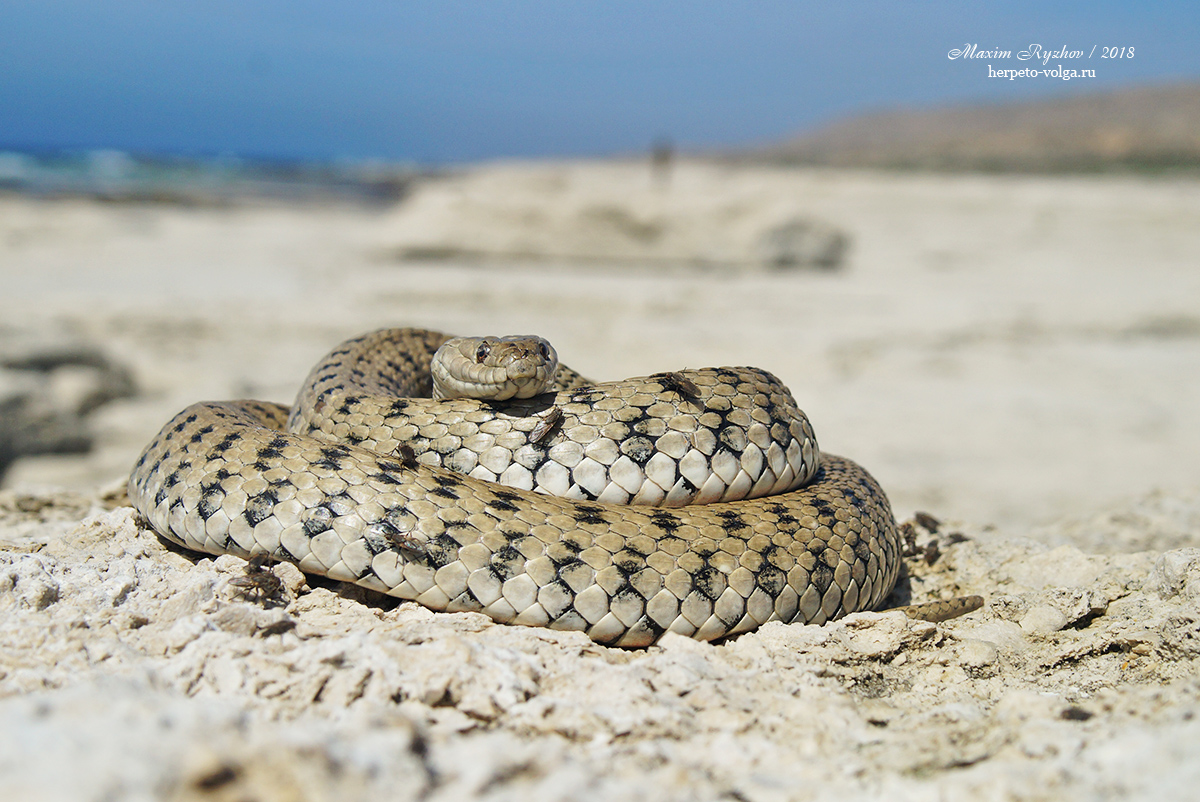 Уж водяной (Natrix tesssellata)