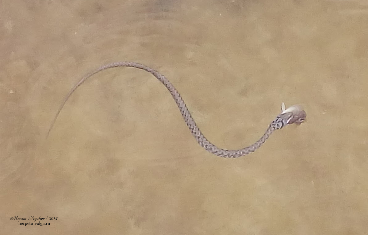 Водяной уж (Natrix tessellata) Водяной уж (Natrix tessellata)