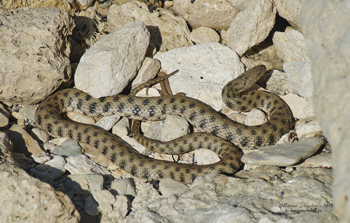 Водяной уж (Natrix tessellata) Водяной уж (Natrix tessellata)