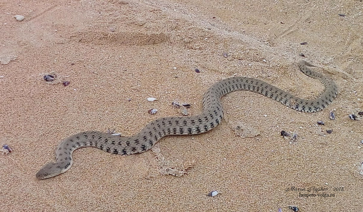 Водяной уж (Natrix tessellata) Водяной уж (Natrix tessellata)