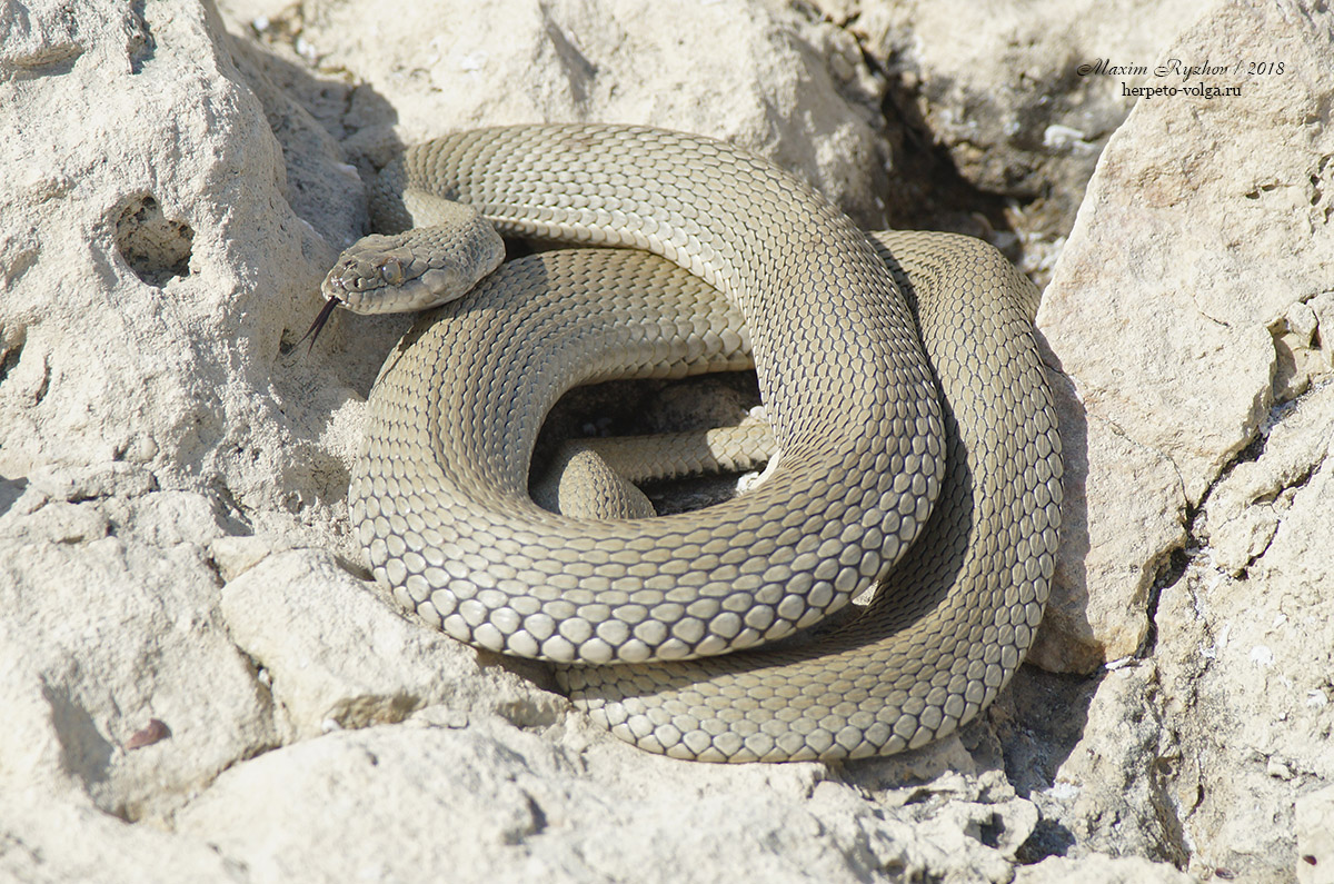 Водяной уж (Natrix tessellata) Водяной уж (Natrix tessellata)