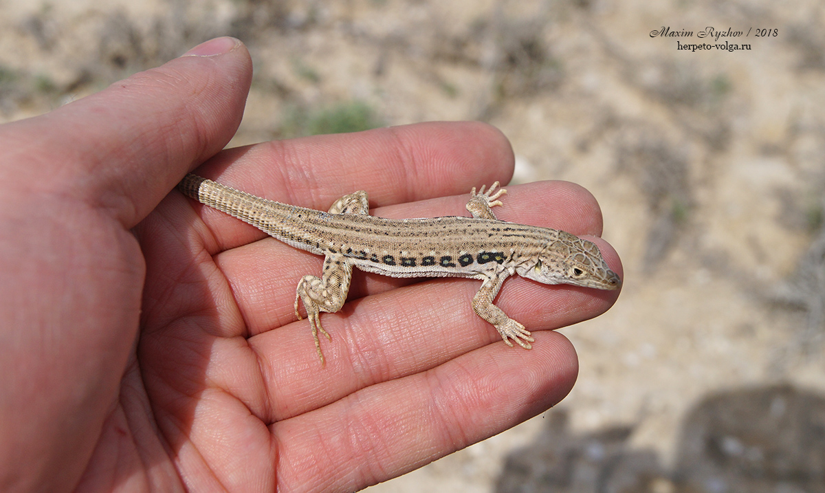 Быстрая ящурка (Eremias velox) Быстрая ящурка (Eremias velox)