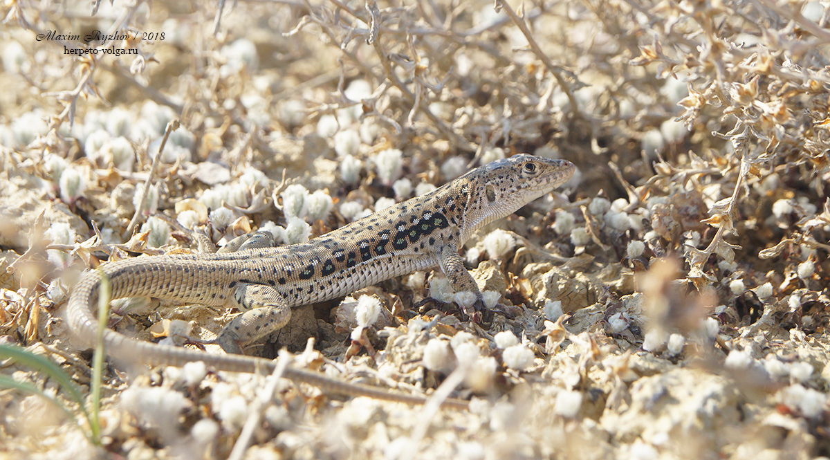 Быстрая ящурка Eremias velox (Pallas, 1771) Быстрая ящурка Eremias velox (Pallas, 1771)