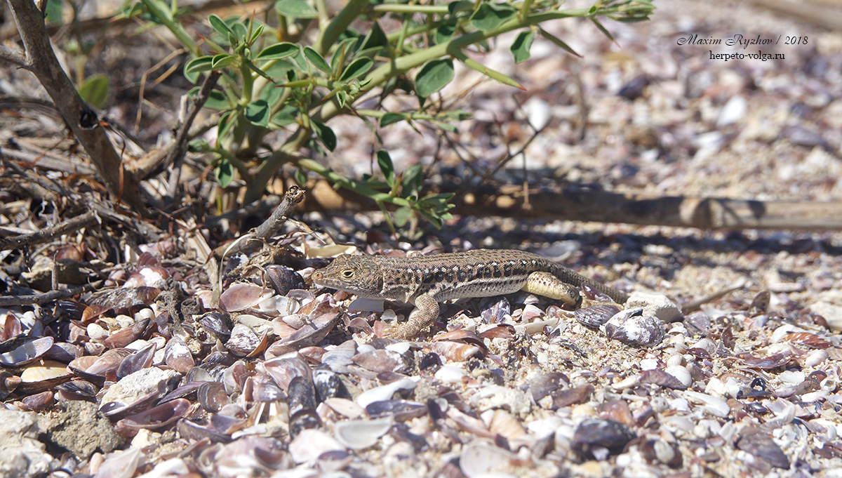 Быстрая ящурка (Eremias velox) Быстрая ящурка (Eremias velox)