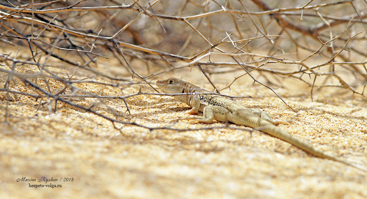 Быстрая ящурка (Eremias velox) Быстрая ящурка (Eremias velox)