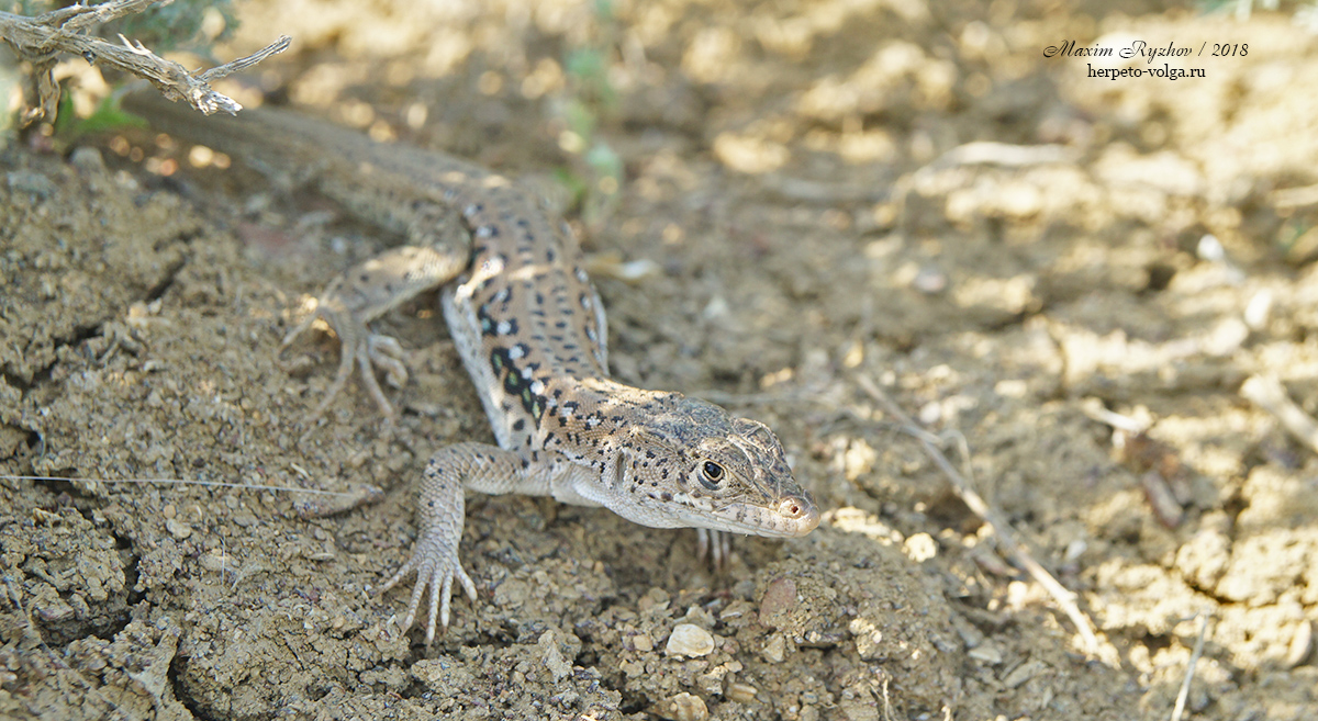 Быстрая ящурка (Eremias velox) Быстрая ящурка (Eremias velox)