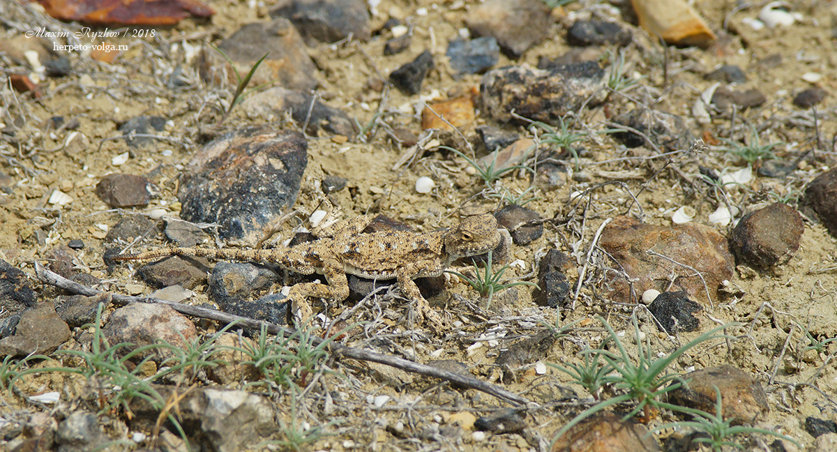 Такырная круглоголовка (Phrynocephalus helioscopus)