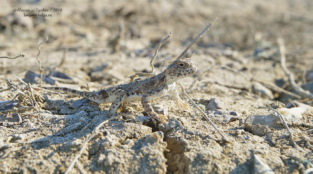 Такырная круглоголовка (Phrynocephalus helioscopus)