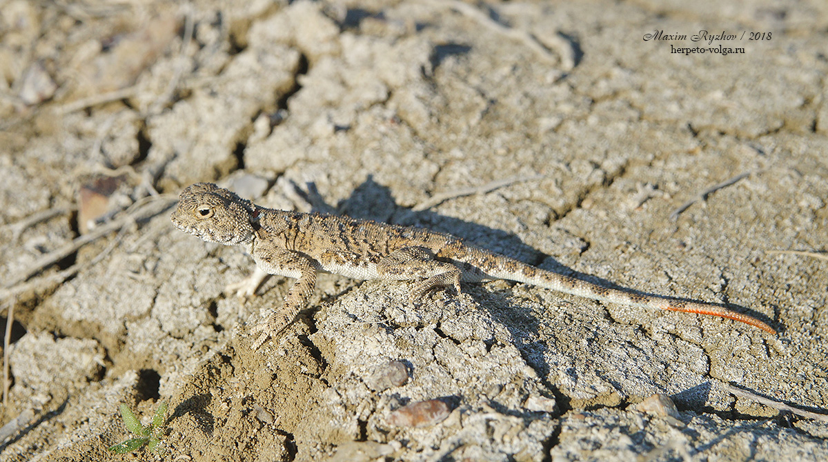 Такырная круглоголовка (Phrynocephalus helioscopus)