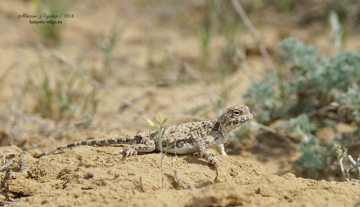 Такырная круглоголовка (Phrynocephalus helioscopus)