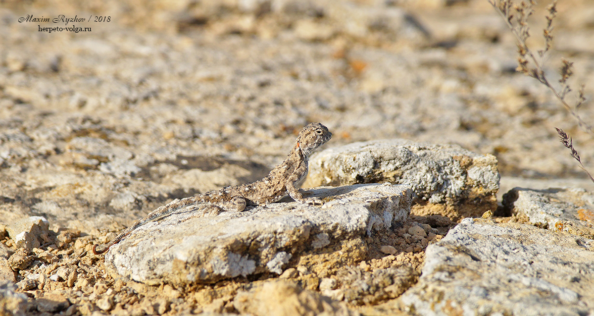 Такырная круглоголовка (Phrynocephalus helioscopus)