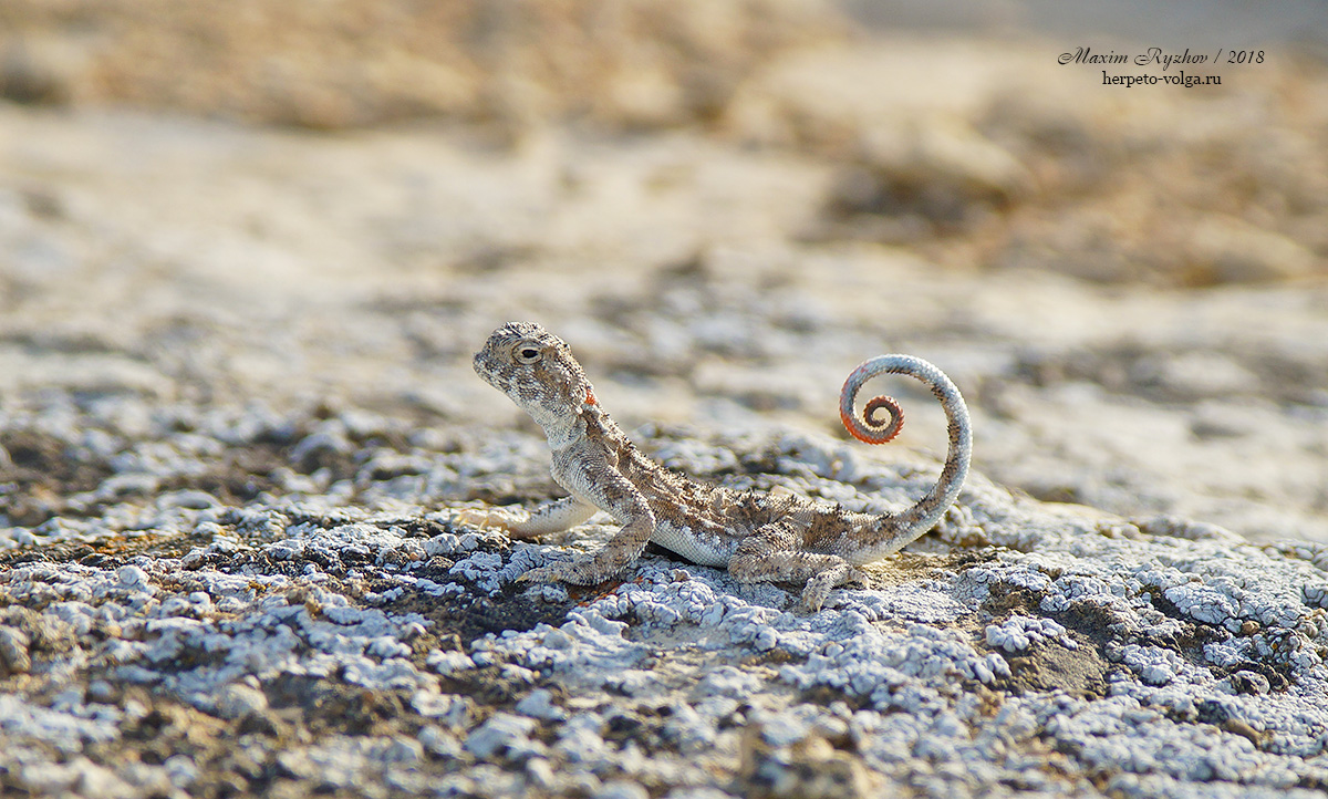 Такырная круглоголовка Phrynocephalus helioscopus (Pallas, 1771) Такырная круглоголовка Phrynocephalus helioscopus (Pallas, 1771)