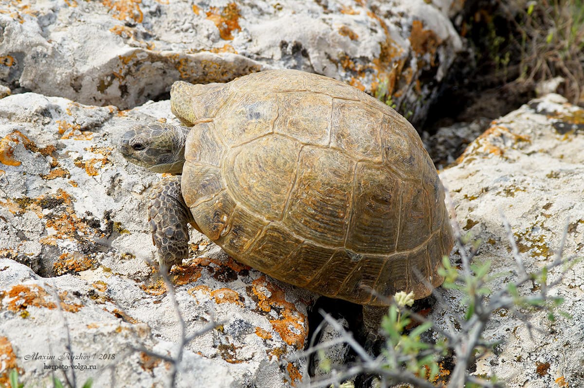 Среднеазиатская черепаха (Agrionemys horsfieldii) Среднеазиатская черепаха (Agrionemys horsfieldii)