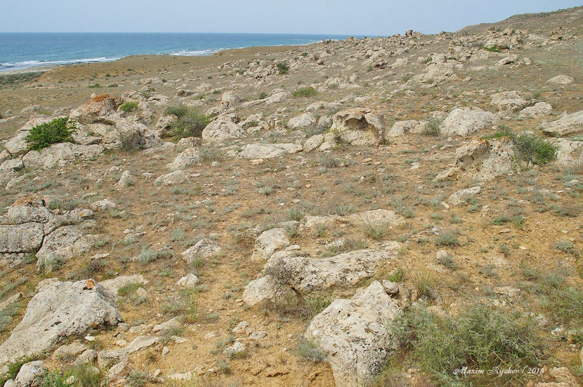 Берег Каспийского моря. Казахстан Берег Каспийского моря. Казахстан
