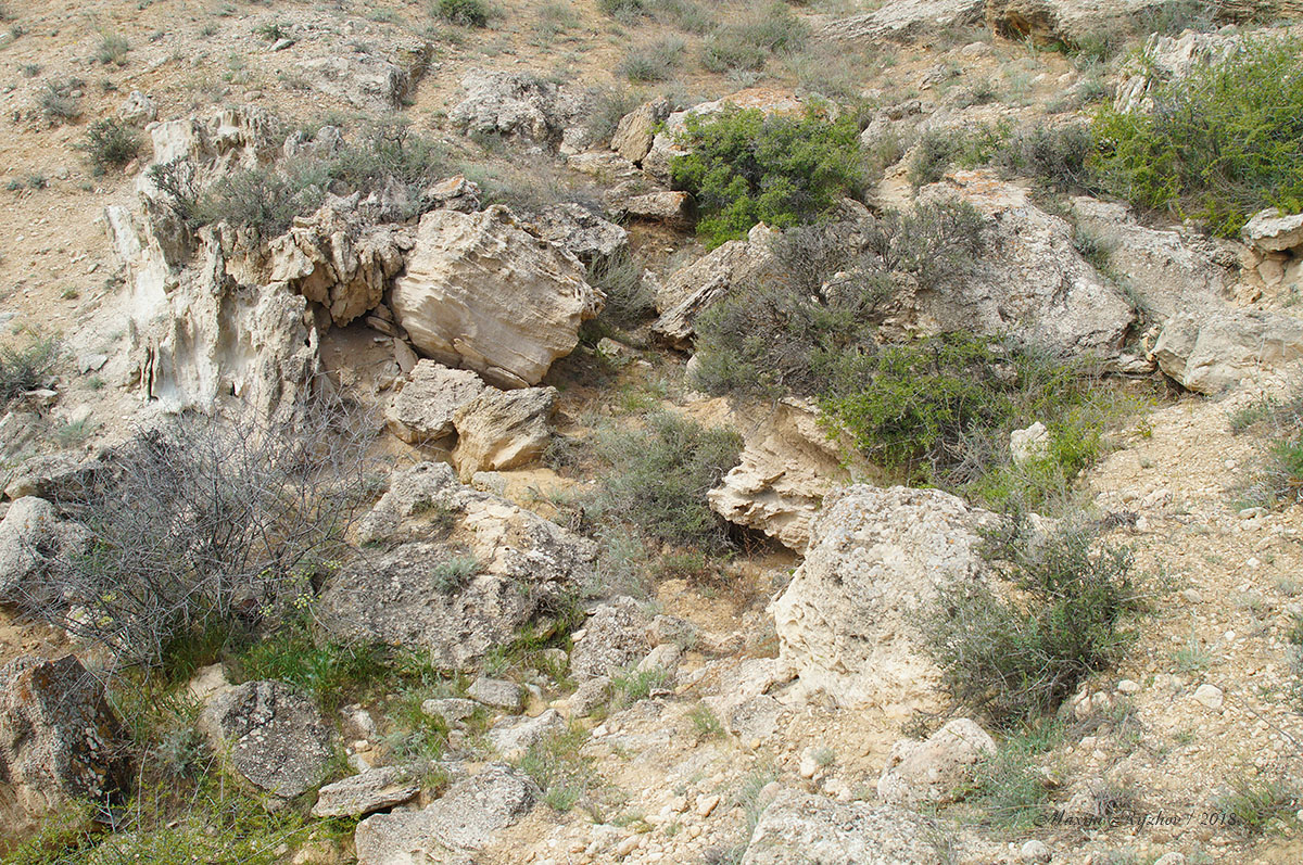 Биотоп серых гекконов (Mediodactylus russowii) 