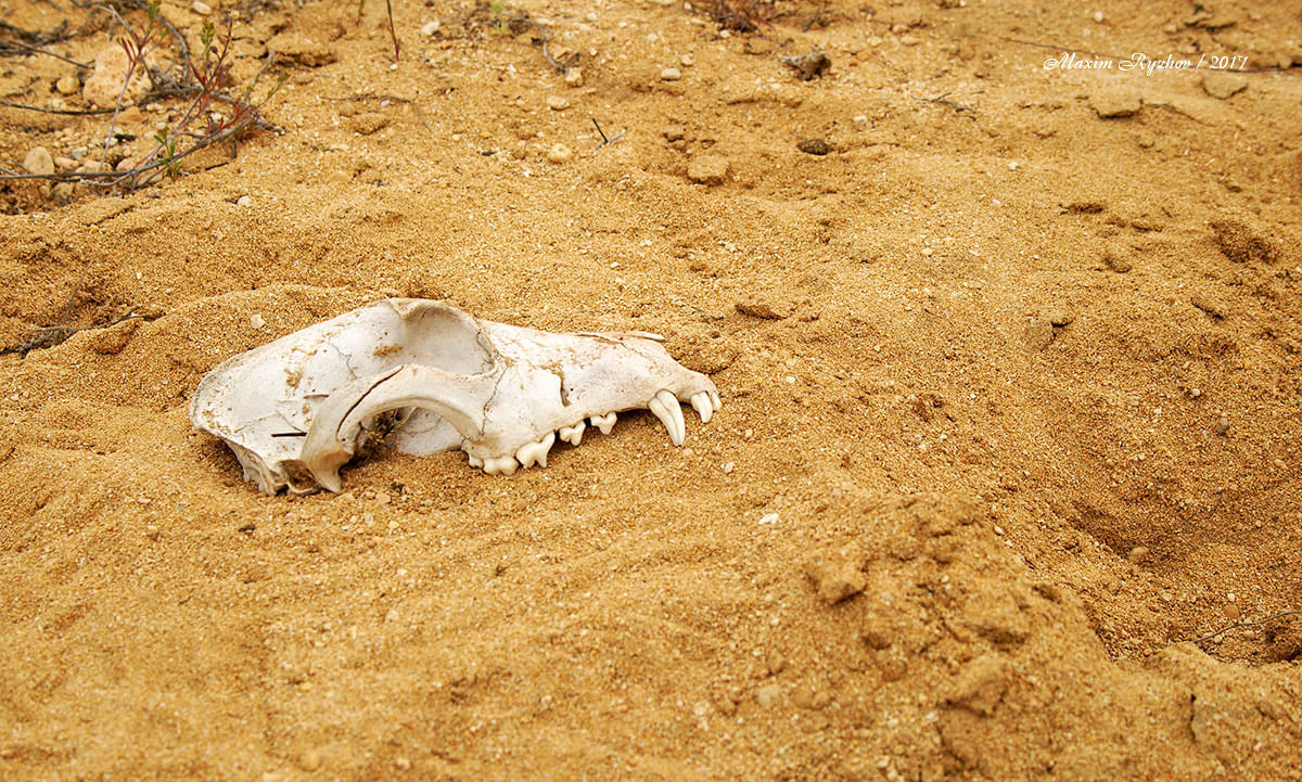 Череп каспийского тюленя (Phoca caspica) Череп каспийского тюленя (Phoca caspica)