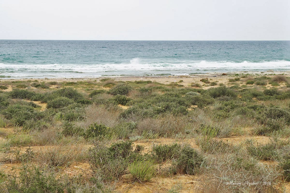 Берег Каспийского моря. Казахстан Берег Каспийского моря. Казахстан