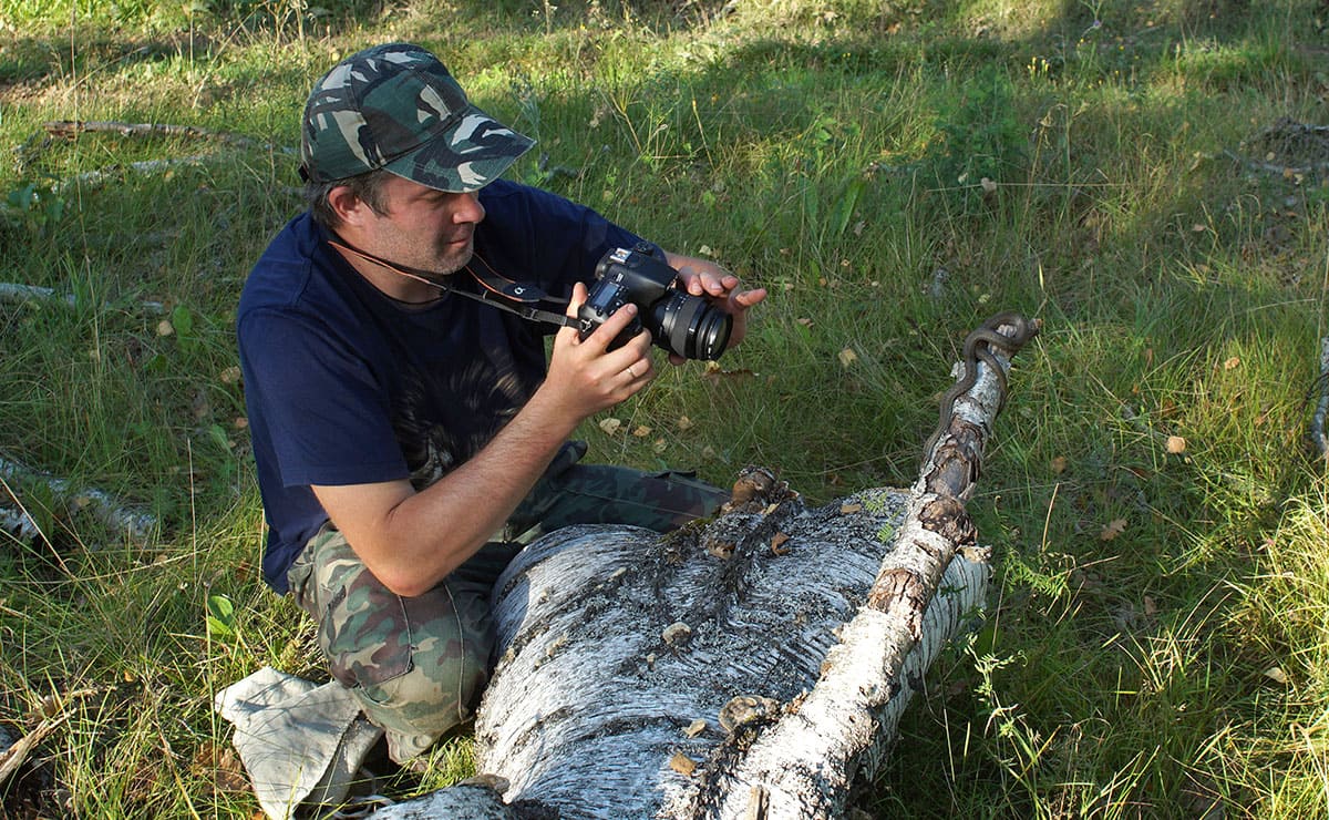 Фотосъемка обыкновенной медянки (Coronella austriaca). Фото: С. Антипов Фотосъемка обыкновенной медянки (Coronella austriaca). Фото: С. Антипов