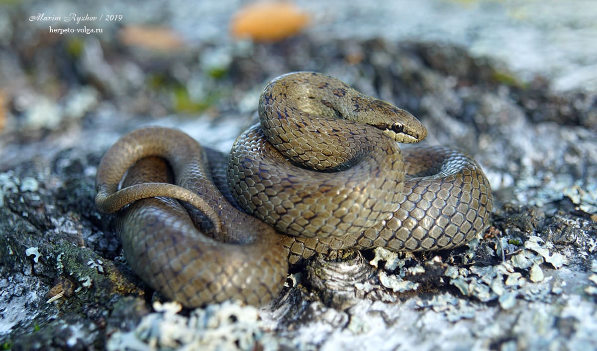 Обыкновенная медянка (Coronella austriaca) Обыкновенная медянка (Coronella austriaca)