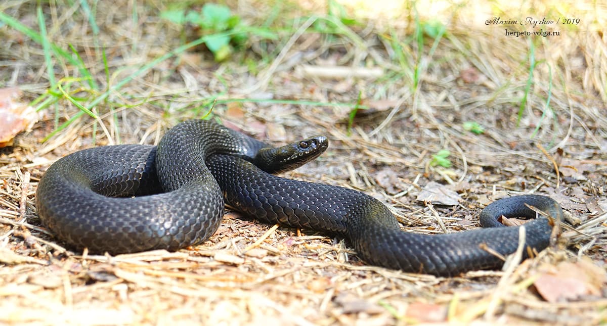 Гадюка обыкновенная (Vipera berus) Гадюка обыкновенная (Vipera berus)