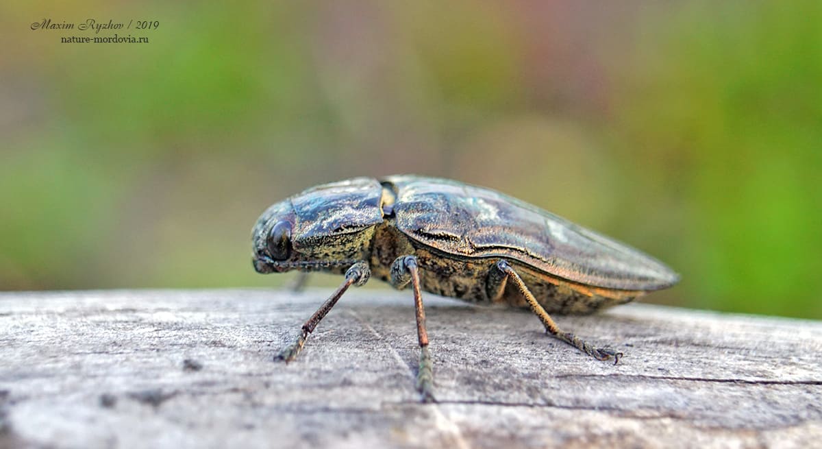 Большая сосновая златка (Chalcophora mariana) Большая сосновая златка (Chalcophora mariana)