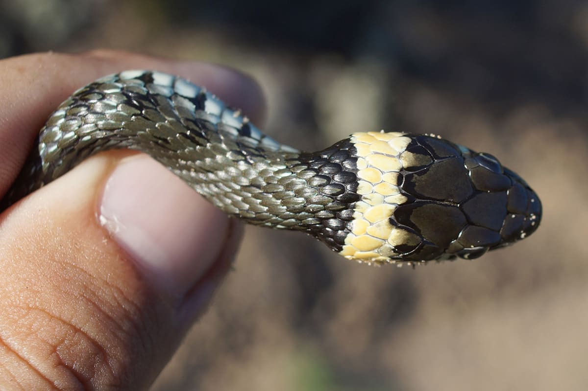 Уж обыкновенный (Natrix natrix). Фото: С. Антипов Уж обыкновенный (Natrix natrix). Фото: С. Антипов