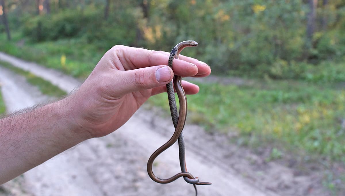 Медянка обыкновенная (Coronella austriaca) и веретеница ломкая (Anguis fragilis) пойманные в одном месте. Фото: С. Антипова Медянка обыкновенная (Coronella austriaca) и веретеница ломкая (Anguis fragilis) пойманные в одном месте. Фото: С. Антипова