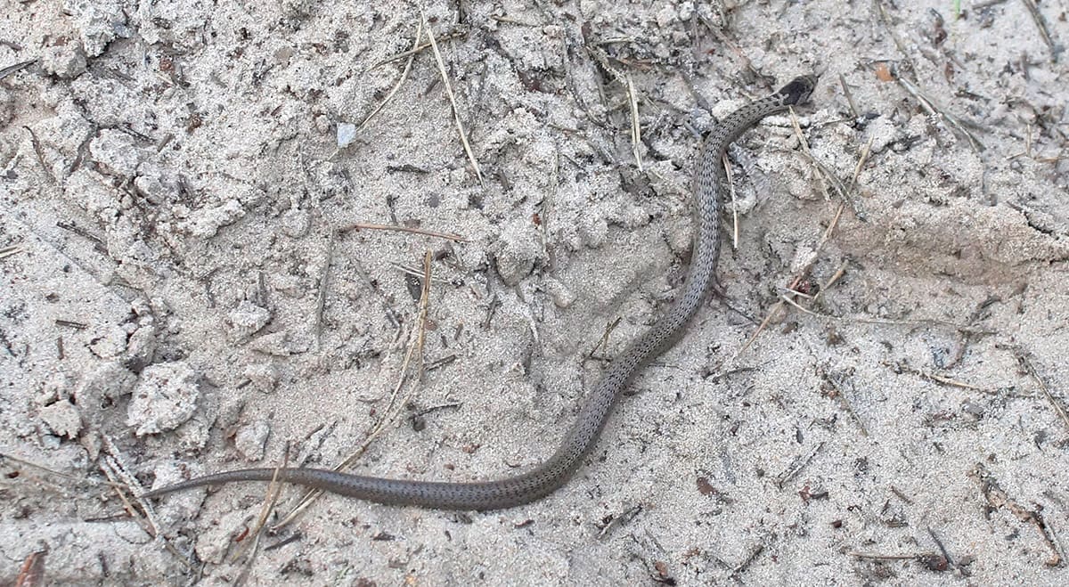 Третья, она же и последняя, медянка обыкновенная (Coronella austriaca). Фото: С. Антипова Третья, она же и последняя, медянка обыкновенная (Coronella austriaca). Фото: С. Антипова