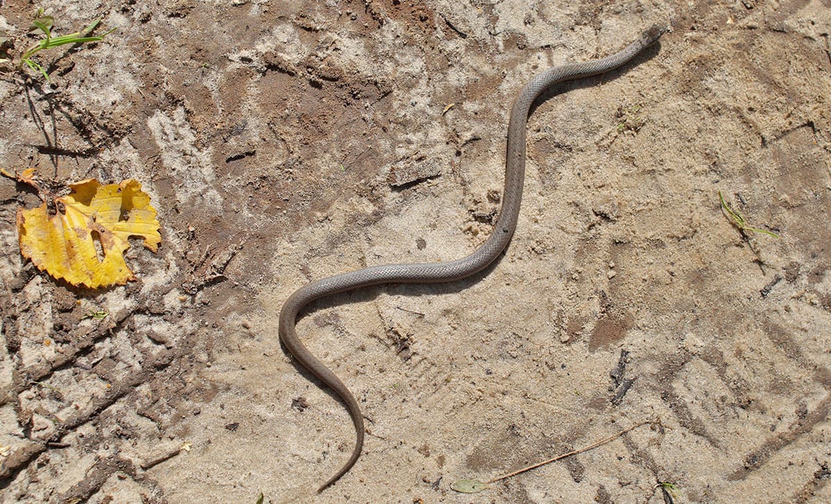 Вторая пойманная медянка обыкновенная (Coronella austriaca). Фото: С. Антипова Вторая пойманная медянка обыкновенная (Coronella austriaca). Фото: С. Антипова