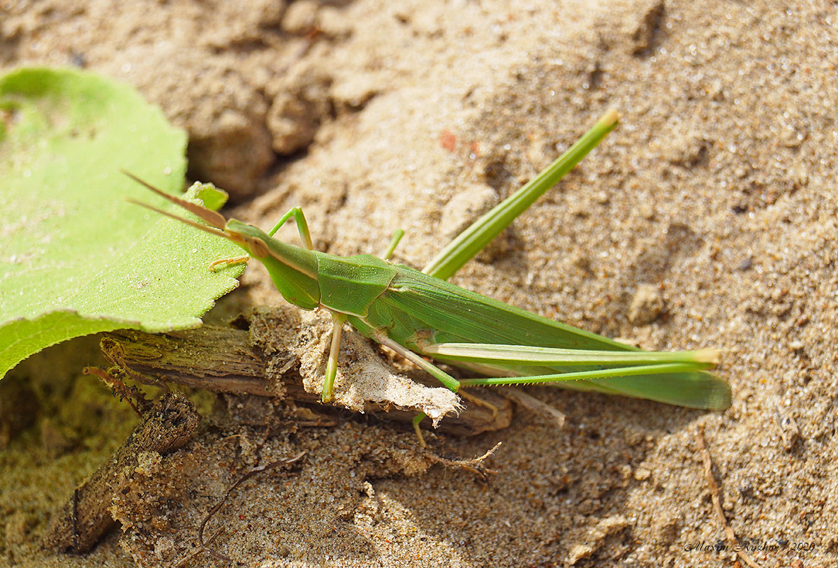 Пустынная акрида (Acrida oxycephala)