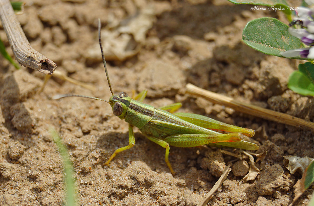 Бахчовая кобылка (Heteracris pterosticha)