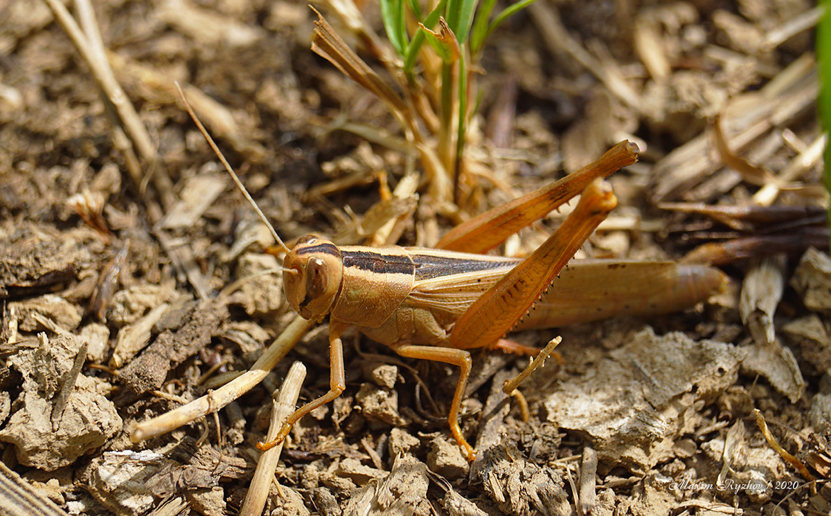 Бахчовая кобылка (Heteracris pterosticha)