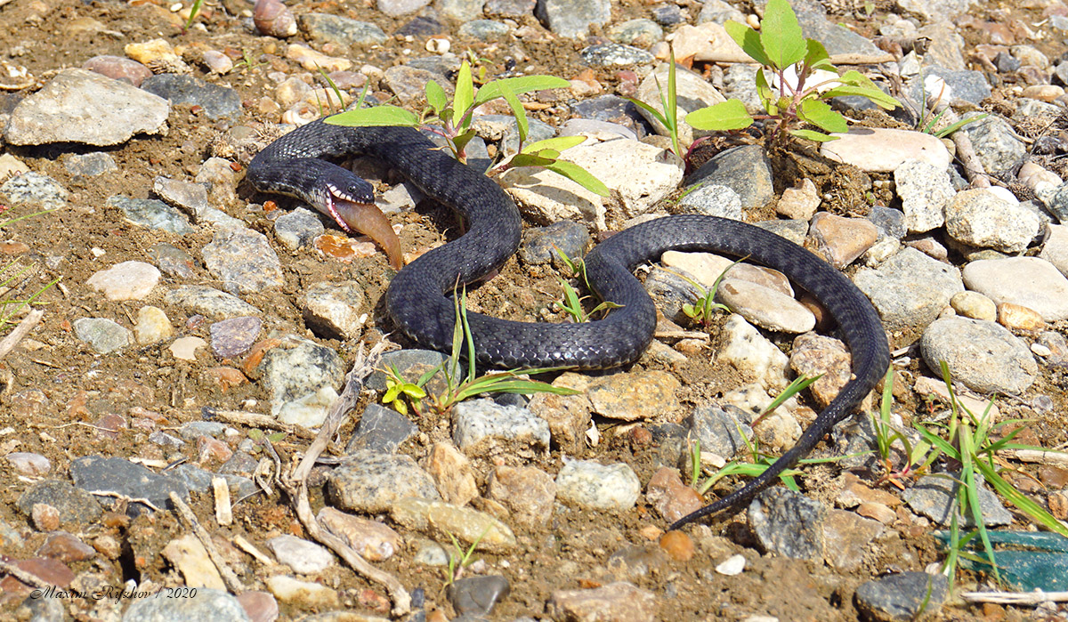 Водяной уж (Natrix tessellata)