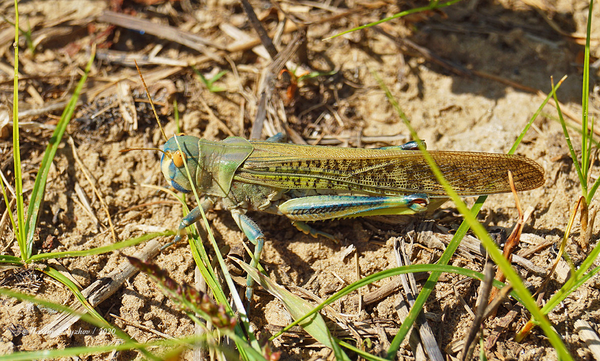 Перелетная саранча (Locusta migratoria)