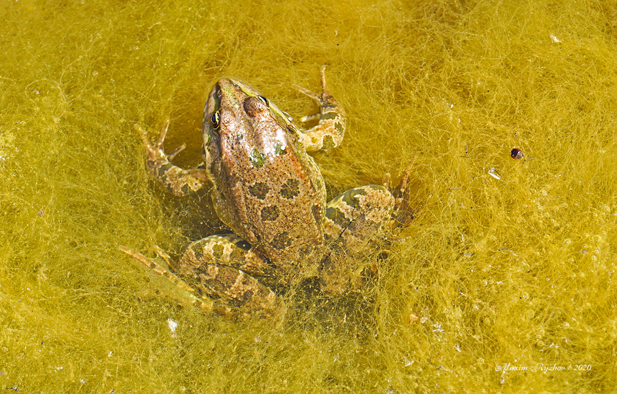 Озерная лягушка (Pelophylax ridibundus)