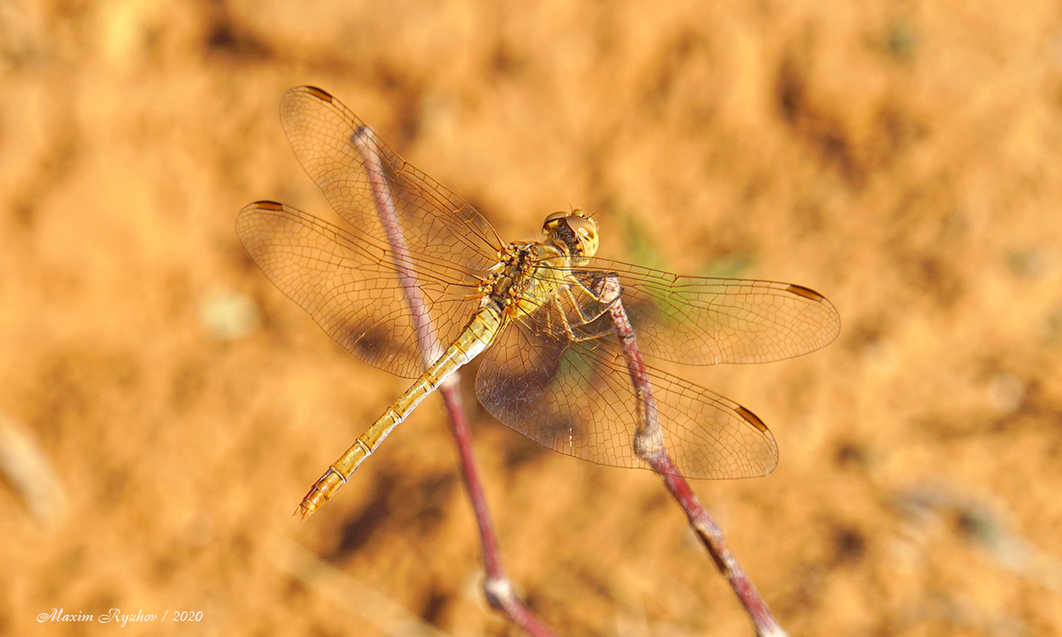 Сжатобрюх южный (Sympetrum meridionale). Пустыня в окр. Бергин, Калмыкия
