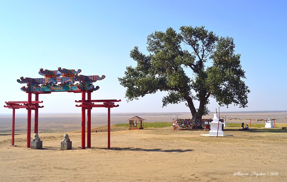 Одинокий тополь / Калмыкия