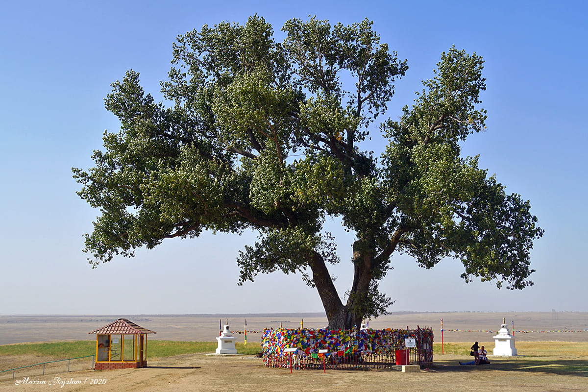 Одинокий тополь / Калмыкия