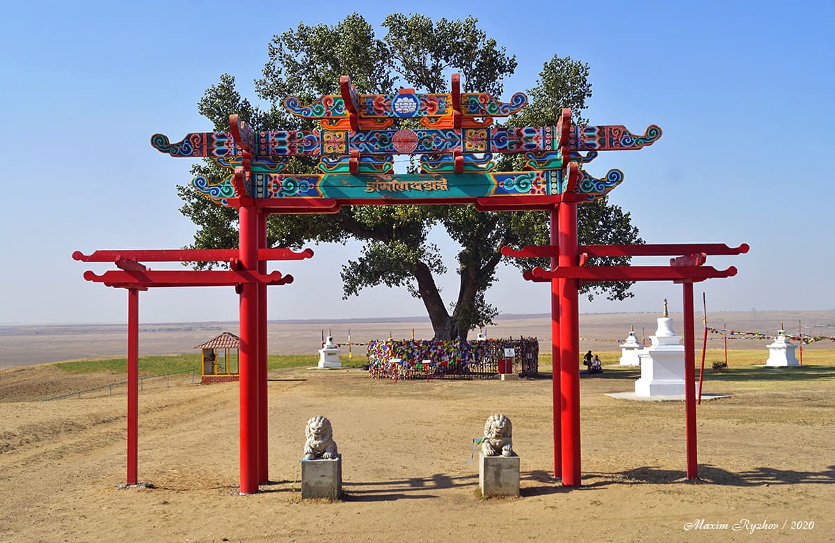 Одинокий тополь / Калмыкия