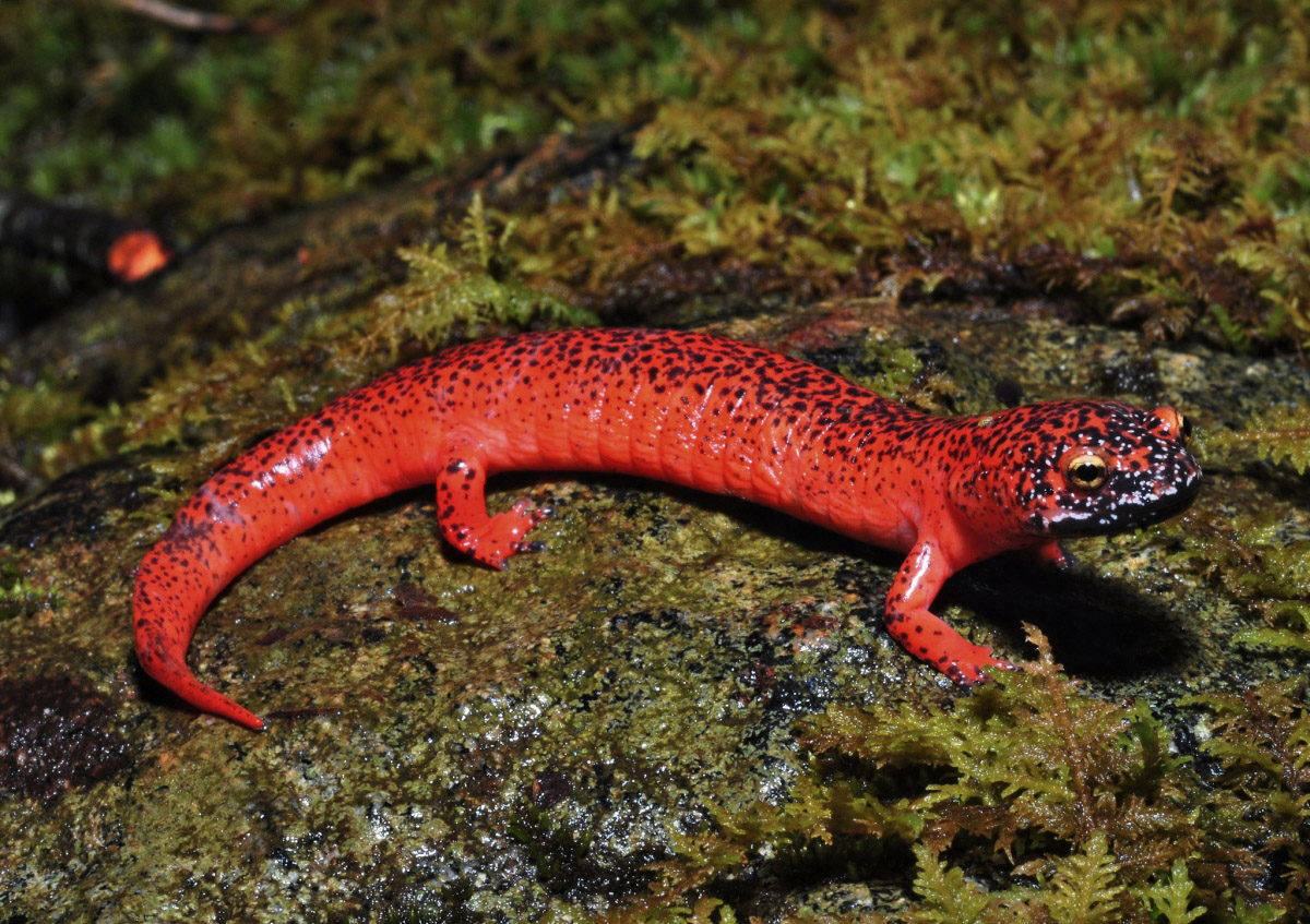 Black-chin Red Salamander (Pseudotriton ruber schencki) Black-chin Red Salamander (Pseudotriton ruber schencki)