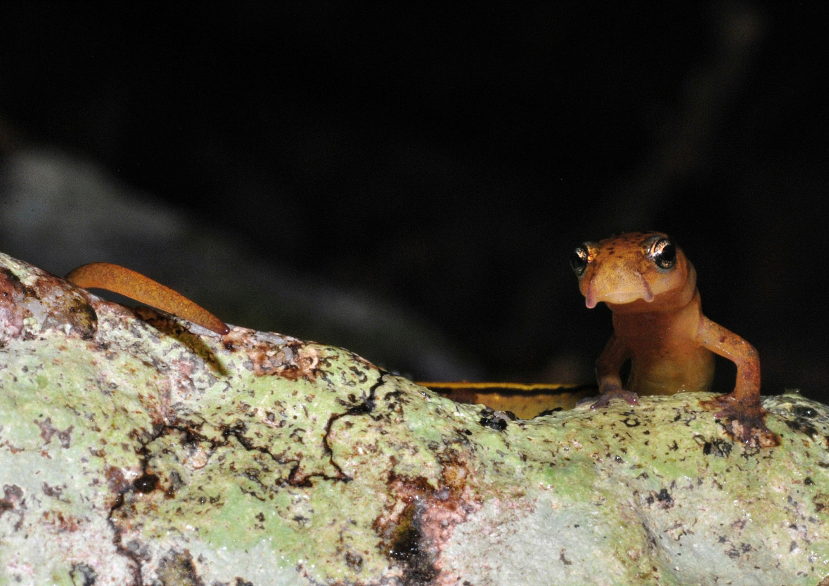 Blue Ridge Two-Lined Salamander (Eurycea wilderae) Blue Ridge Two-Lined Salamander (Eurycea wilderae)