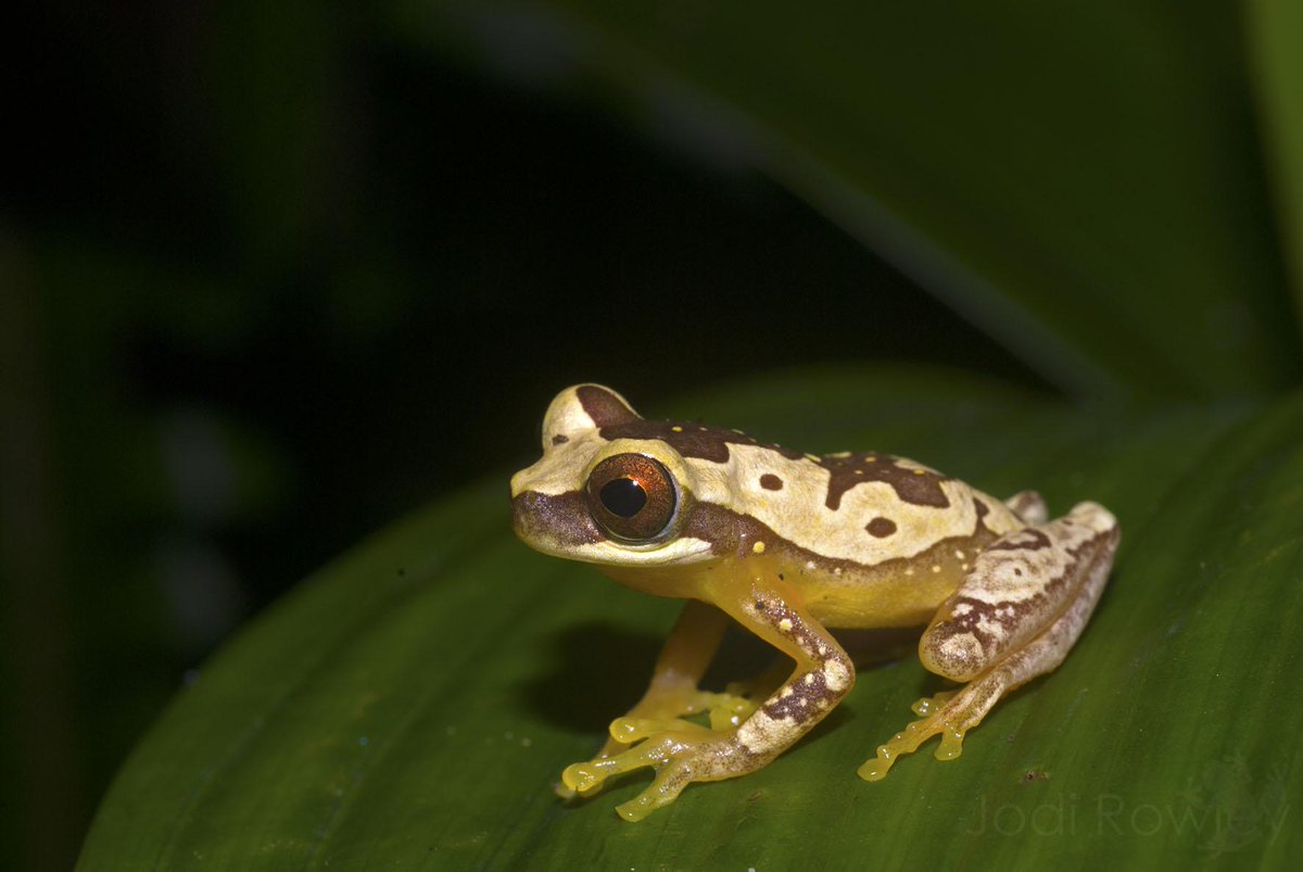 Нарядная квакша (Dendropsophus ebraccatus)