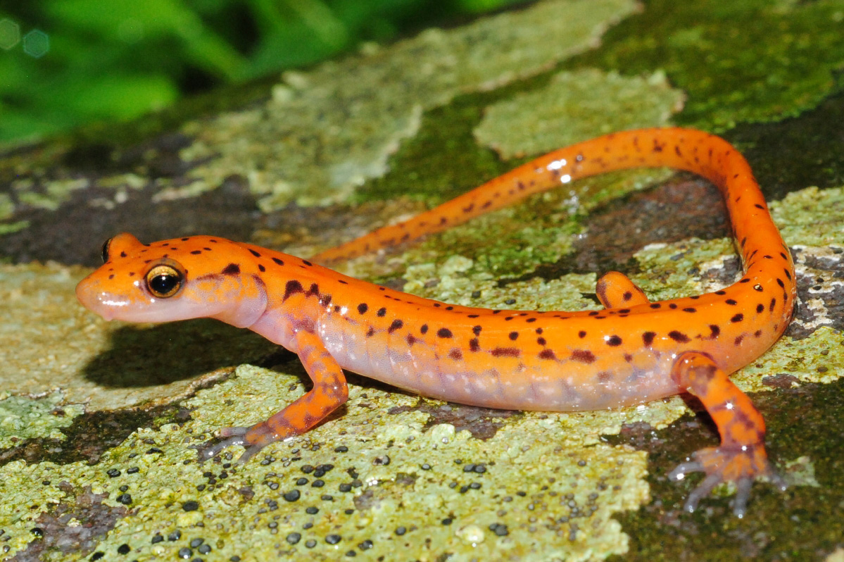 Cave Salamander (Eurycea lucifuga) Cave Salamander (Eurycea lucifuga)