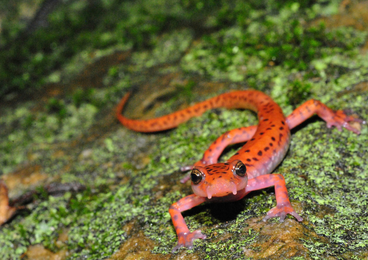 Cave Salamander (Eurycea lucifuga) Cave Salamander (Eurycea lucifuga)