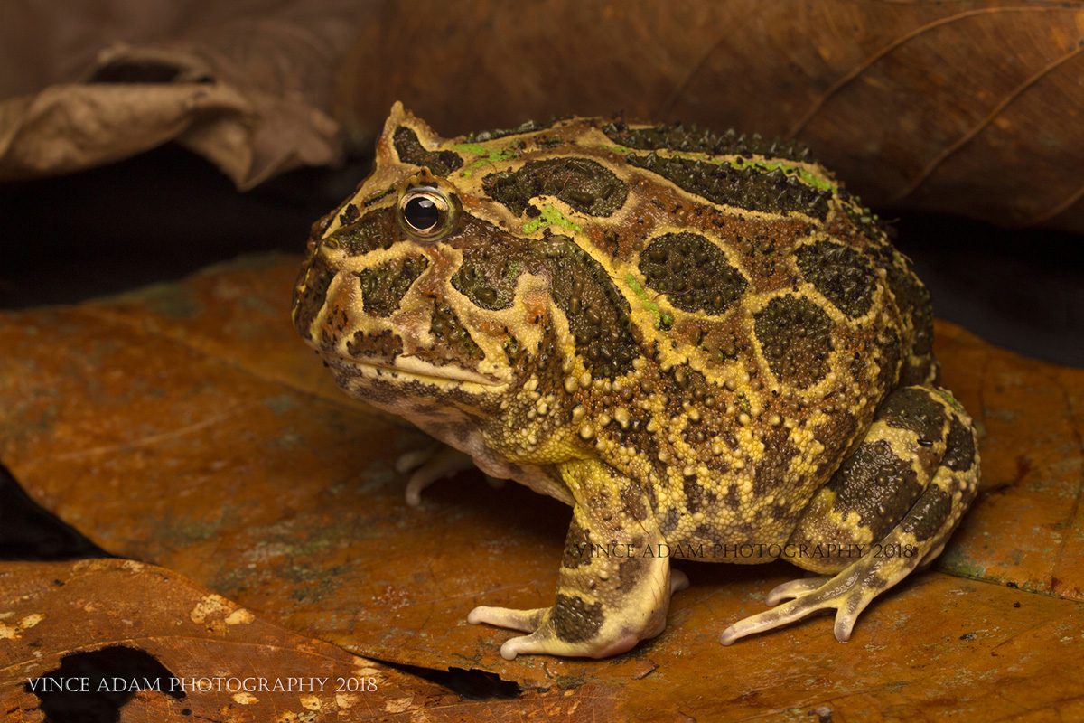 Чакская рогатка Ceratophrys cranwelli