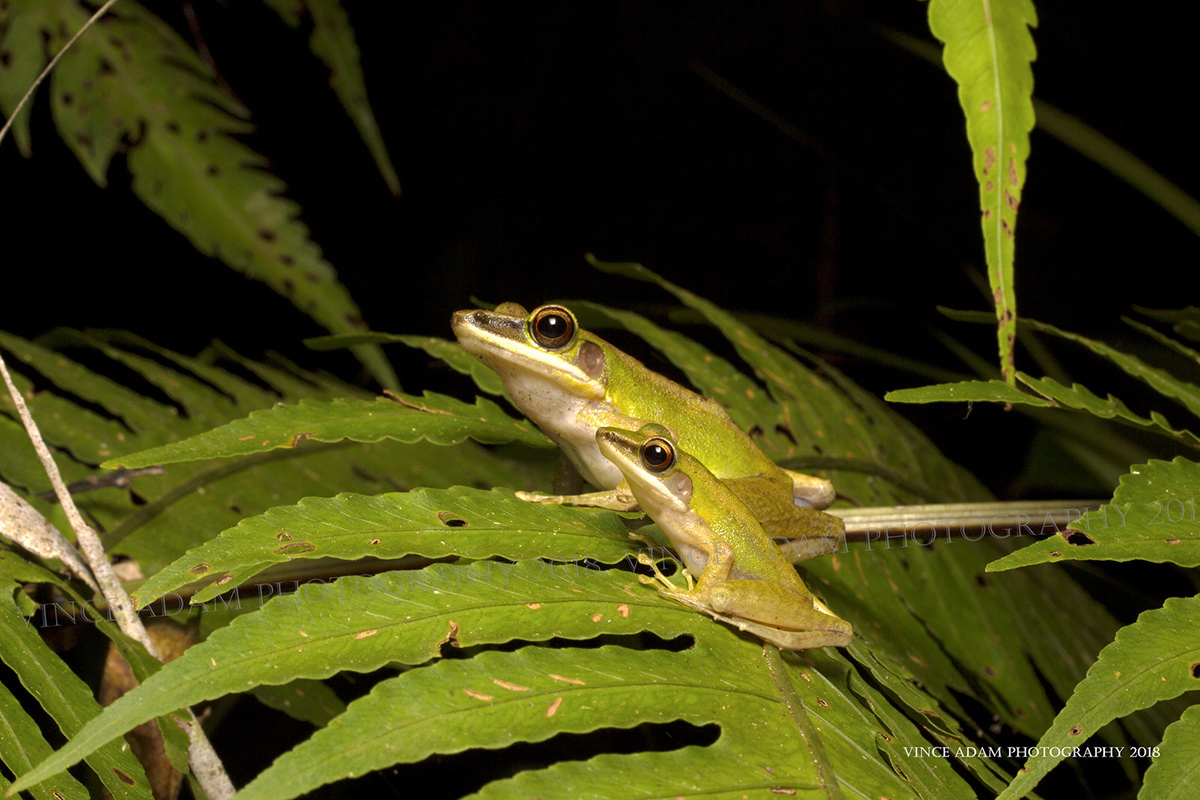 Белогубая лягушка Chalcorana labialis