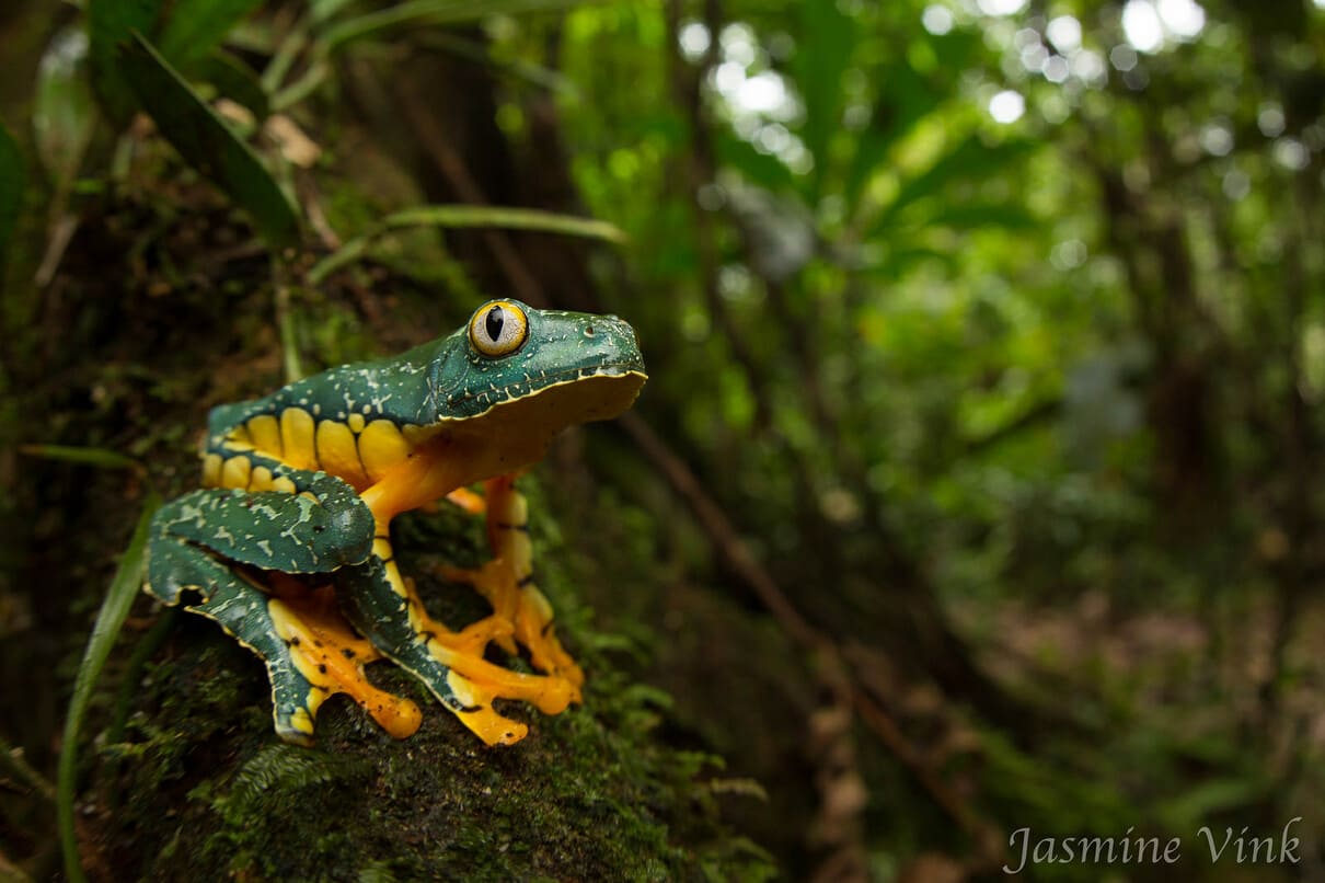 Fringed leaf frog (Cruziohyla craspedopus)