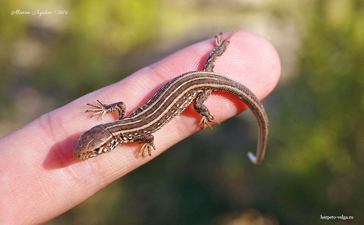 Прыткая ящерица (Lacerta agilis)