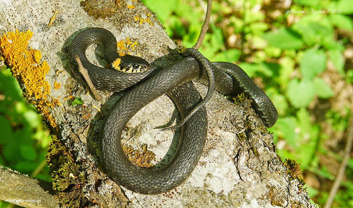 Уж обыкновенный (Natrix natrix)